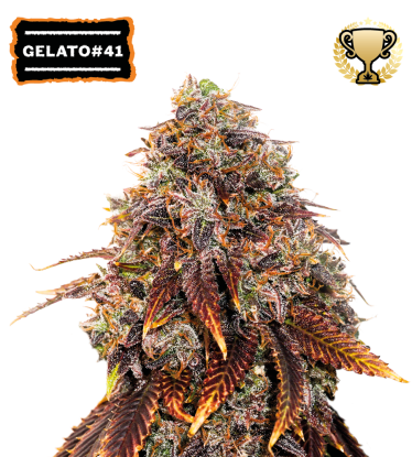 🪴 Gelato 41 | Feminisierte Hanfsamen | Jetzt shoppen auf Seedstockers.de 🐿️
