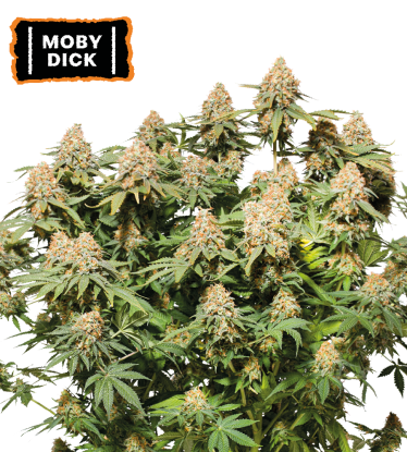 🪴 Moby Dick | Feminisierte Hanfsamen | Jetzt shoppen auf Seedstockers.de 🐿️