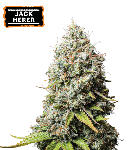 Jack Herer Fem