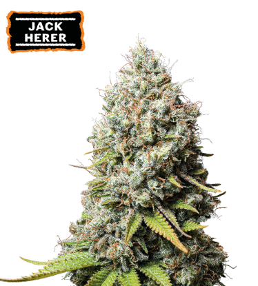 🪴 Jack Herer | Feminisierte Hanfsamen | Jetzt shoppen auf Seedstockers.de 🐿️