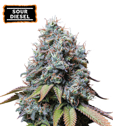 🪴 Sour Diesel | Feminisierte Hanfsamen | Jetzt shoppen auf Seedstockers.de 🐿️