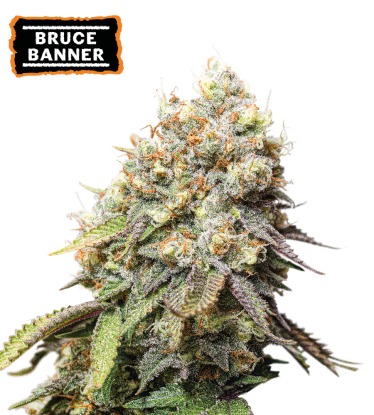 🪴 Bruce Banner | Feminisierte Hanfsamen | Jetzt shoppen auf Seedstockers.de 🐿️