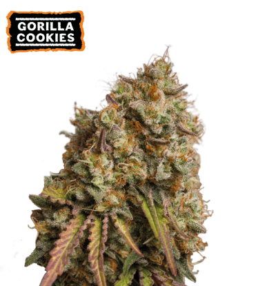 🪴 Gorilla Cookies | Feminisierte Hanfsamen | Jetzt shoppen auf Seedstockers.de 🐿️