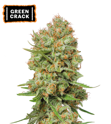 🪴 Green Crack | Feminisierte Hanfsamen | Jetzt shoppen auf Seedstockers.de 🐿️