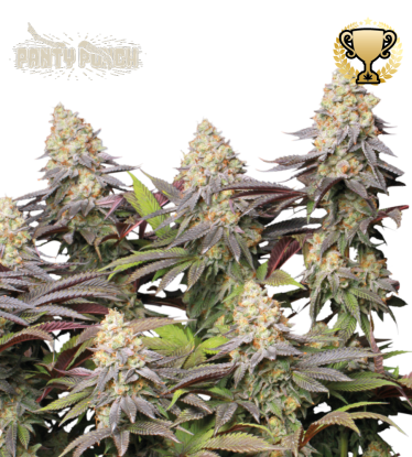 🪴 Panty Punch© | Feminisierte Hanfsamen | Jetzt shoppen auf Seedstockers.de 🐿️