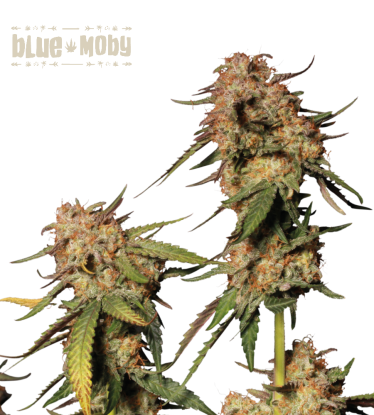 🪴 Blue Moby© | Feminisierte Hanfsamen | Jetzt shoppen auf Seedstockers.de 🐿️