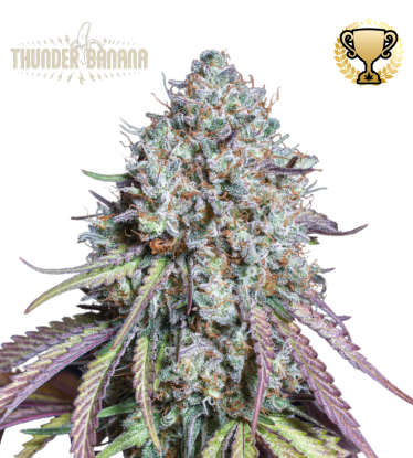 🪴 Thunder Banana© | Feminisierte Hanfsamen | Jetzt shoppen auf Seedstockers.de 🐿️