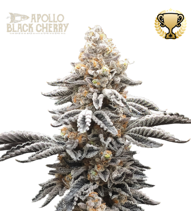 🪴 Apollo Black Cherry© | Feminisierte Hanfsamen | Jetzt shoppen auf Seedstockers.de 🐿️