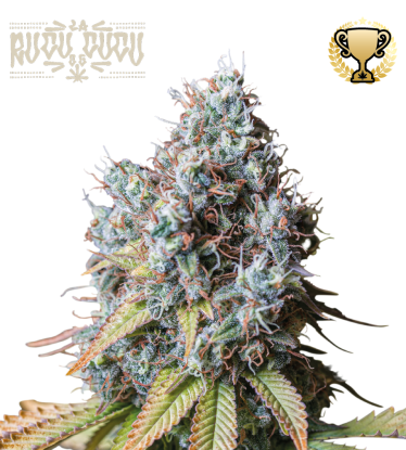 🪴 Rucu Cucu OG© | Feminisierte Hanfsamen | Jetzt shoppen auf Seedstockers.de 🐿️