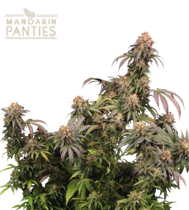 🪴 Mandarin Panties© | Feminisierte Hanfsamen | Jetzt shoppen auf Seedstockers.de 🐿️