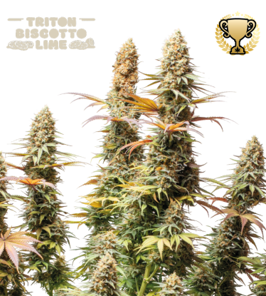 🪴 Triton Biscotto Lime© | Feminisierte Hanfsamen | Jetzt shoppen auf Seedstockers.de 🐿️