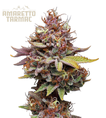 🪴 Amaretto Tarmac© | Feminisierte Hanfsamen | Jetzt shoppen auf Seedstockers.de 🐿️
