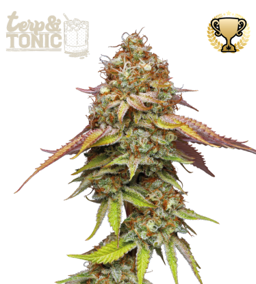 🪴 Terp & Tonic© | Feminisierte Hanfsamen | Jetzt shoppen auf Seedstockers.de 🐿️