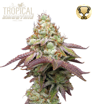 🪴 Tropical Zmoothie© | Feminisierte Hanfsamen | Jetzt shoppen auf Seedstockers.de 🐿️