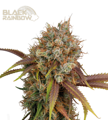 🪴 Black Rainbow© | Feminisierte Hanfsamen | Jetzt shoppen auf Seedstockers.de 🐿️