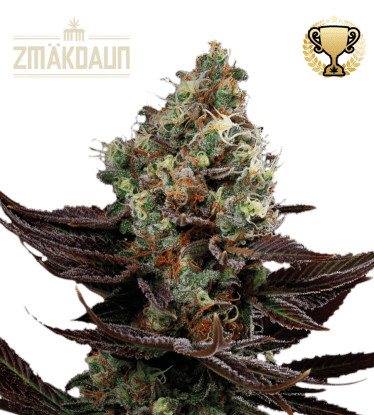 🪴 Zmäkdaun© | Outdoor Feminisierte Hanfsamen | Jetzt shoppen auf Seedstockers.de 🐿️