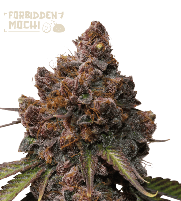 🪴 Forbidden Mochi© | Feminisierte Hanfsamen | Jetzt shoppen auf Seedstockers.de 🐿️
