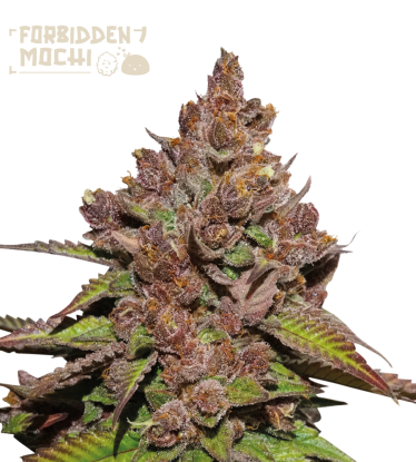 🪴 Forbidden Mochi© Fast | Feminisierte Hanfsamen | Jetzt shoppen auf Seedstockers.de 🐿️