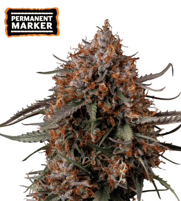 🪴 Permanent Marker | Feminisierte Hanfsamen | Jetzt shoppen auf Seedstockers.de 🐿️