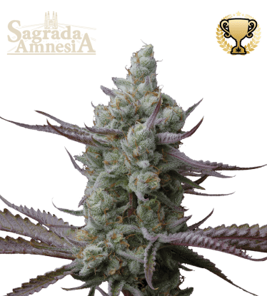 🪴 Sagrada Amnesia© | Feminisierte Hanfsamen | Jetzt shoppen auf Seedstockers.de 🐿️