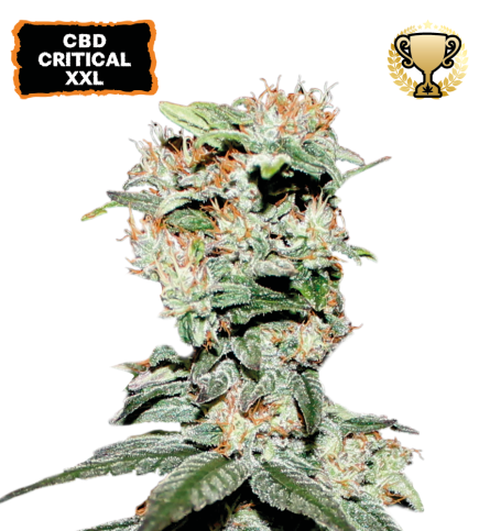 CBD Critical XXL© Fem