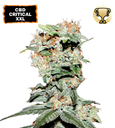 🪴 CBD Critical XXL© | Feminisierte Hanfsamen | Jetzt shoppen auf Seedstockers.de 🐿️