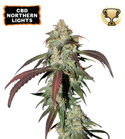 CBD Northern Lights Fem