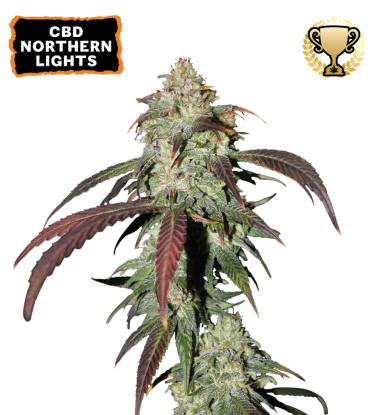 🪴 CBD Northern Lights | Feminisierte Hanfsamen | Jetzt shoppen auf Seedstockers.de 🐿️