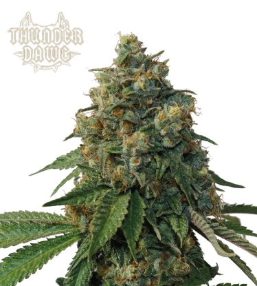 🪴 Thunder Dawg© | Reguläre Hanfsamen | Jetzt shoppen auf Seedstockers.de 🐿️