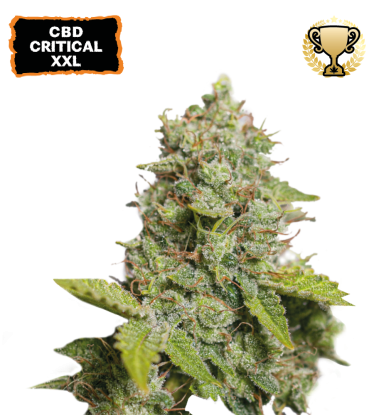 🪴 CBD Critical XXL© | Automatic Hanfsamen | Jetzt shoppen auf Seedstockers.de 🐿️