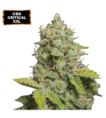 🪴 CBD Critical XXL© | Automatic Hanfsamen | Jetzt shoppen auf Seedstockers.de 🐿️