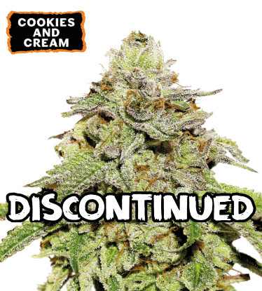 Cookies & Cream Automatic Hanfsamen