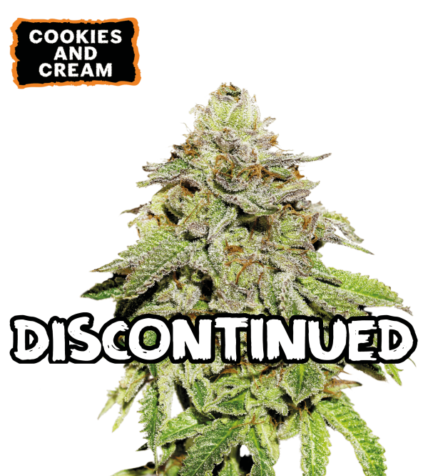 🪴 Cookies & Cream | Feminisierte Hanfsamen | Shop bei Seedstockers.de 🐿️