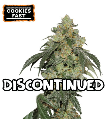 🪴 Cookies Fast | Feminisierte Fast Version | Shop bei Seedstockers.de 🐿️