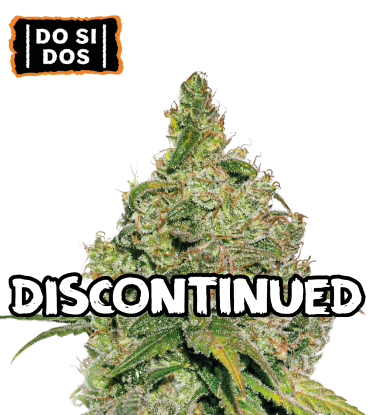 🪴 Do Si Dos | Feminisierte Hanfsamen | Shop bei Seedstockers.de 🐿️