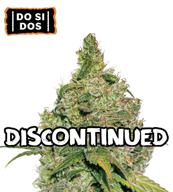 🪴 Do Si Dos | Feminisierte Hanfsamen | Shop bei Seedstockers.de 🐿️
