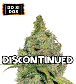 🪴 Do Si Dos | Feminisierte Hanfsamen | Shop bei Seedstockers.de 🐿️