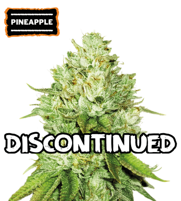 🪴 Pineapple | Feminisierte Hanfsamen | Shop bei Seedstockers.de 🐿️