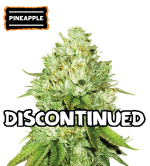 🪴 Pineapple | Feminisierte Hanfsamen | Shop bei Seedstockers.de 🐿️