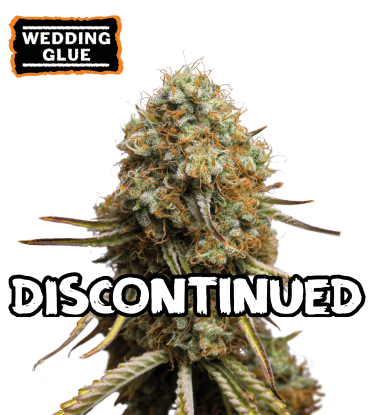🪴 Wedding Glue | Feminisierte Hanfsamen | Shop bei Seedstockers.de 🐿️
