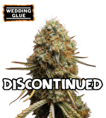 🪴 Wedding Glue | Feminisierte Hanfsamen | Shop bei Seedstockers.de 🐿️
