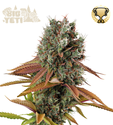 🪴 Big Yeti© | Outdoor Feminisierte Hanfsamen | Jetzt shoppen auf Seedstockers.de 🐿️