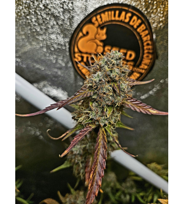 🪴 Sticky Fingers© | Automatic Hanfsamen | Jetzt shoppen auf Seedstockers.de 🐿️