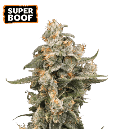 🪴 Super Boof | Automatic Hanfsamen | Shop bei Seedstockers.de 🐿️