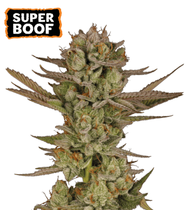 🪴 Super Boof | Feminisierte Hanfsamen | Shop bei Seedstockers.de 🐿️