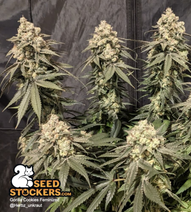 🪴 Gorilla Cookies | Feminisierte Hanfsamen | Jetzt shoppen auf Seedstockers.de 🐿️
