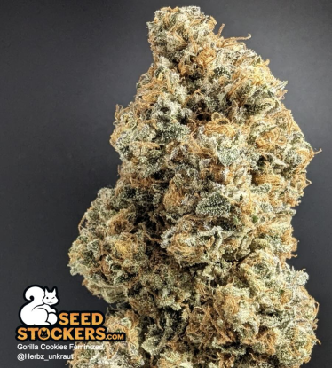 🪴 Gorilla Cookies | Feminisierte Hanfsamen | Jetzt shoppen auf Seedstockers.de 🐿️