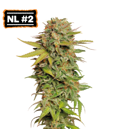 🪴 Northern Lights #2 | Reguläre Hanfsamen | Jetzt shoppen auf Seedstockers.de 🐿️
