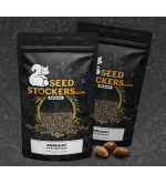 15x Amnesia Auto Samen zum Sparpreis 🌿 Nur bei Seedstockers