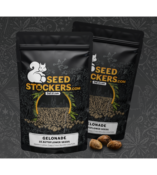 🍋 Gelonade Automatic Hanfsamen | Seedstockers.de 🐿️